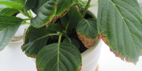 Hortenzije suše rubove listova: uobičajeni razlozi što učiniti